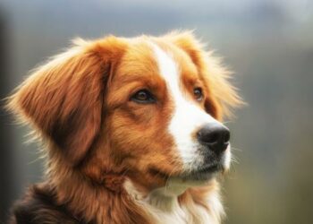 Una investigación asegura que los perros pueden detectar si una persona es mala