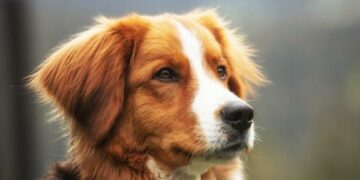 Una investigación asegura que los perros pueden detectar si una persona es mala