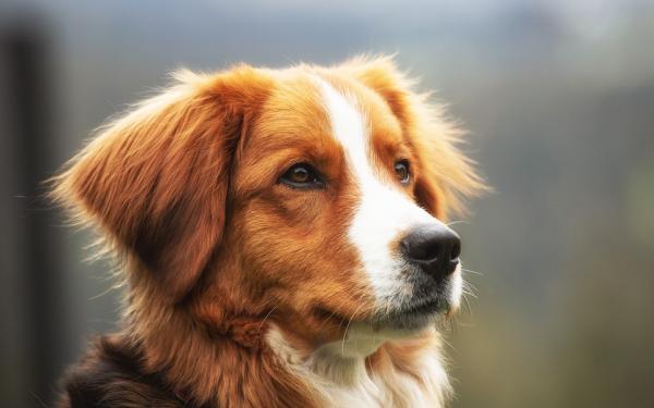 Una investigación asegura que los perros pueden detectar si una persona es mala