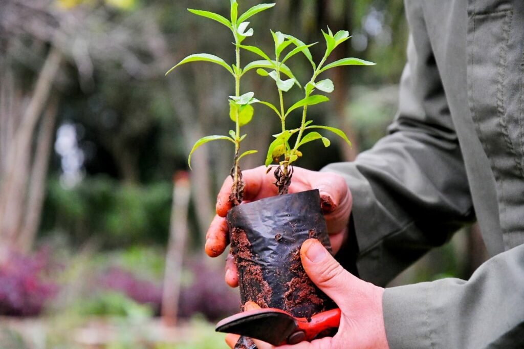 Con un ecocanje en la plaza de la Intendencia, inicia la “semana del árbol”