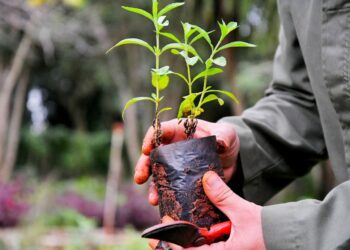 Con un ecocanje en la plaza de la Intendencia, inicia la “semana del árbol”