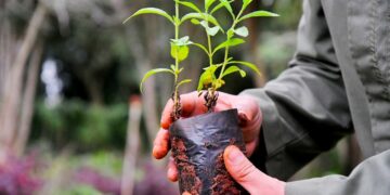 Con un ecocanje en la plaza de la Intendencia, inicia la “semana del árbol”