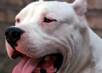 Un joven fue atacado por un dogo argentino en Villa María