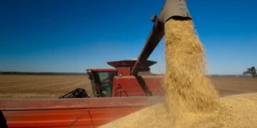 Por primera vez en nueve años, crece el área sembrada de soja