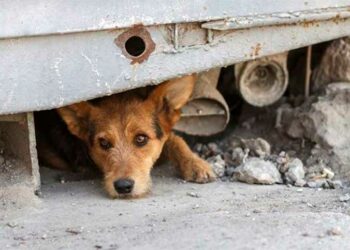 Qué se debe tener en cuenta antes de adoptar un perro callejero