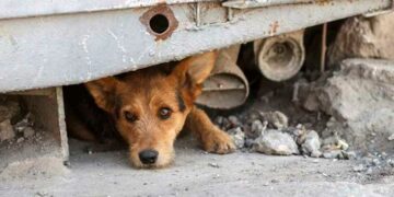 Qué se debe tener en cuenta antes de adoptar un perro callejero