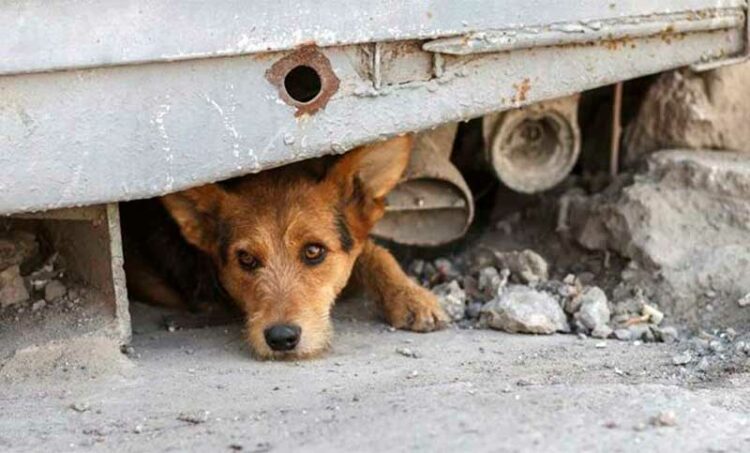 Qué se debe tener en cuenta antes de adoptar un perro callejero