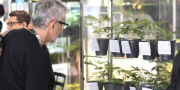 La segunda edición del Festicann se celebrará en el Complejo Forja