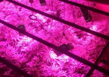 Le descubrieron sus plantas de marihuana por un motivo insólito