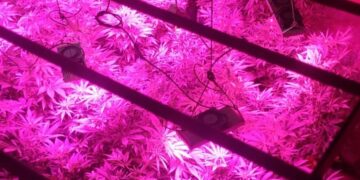 Le descubrieron sus plantas de marihuana por un motivo insólito