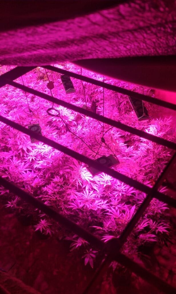 Le descubrieron sus plantas de marihuana por un motivo insólito