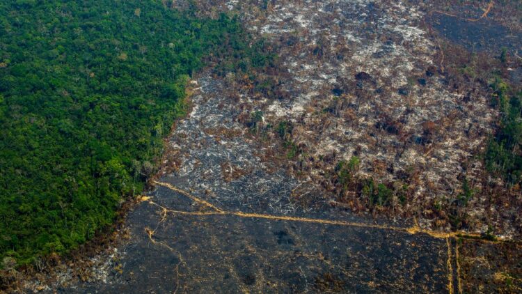 Las reservas, consideradas grandes barreras contra el avance de la deforestación, ocupan 13,75% del territorio del país.