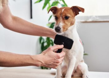 Cuál es la mejor forma de cuidar el pelo de tu perro en casa