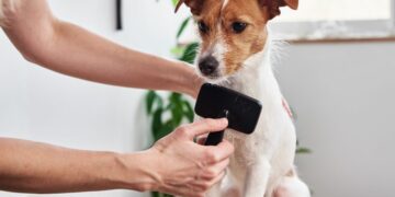 Cuál es la mejor forma de cuidar el pelo de tu perro en casa