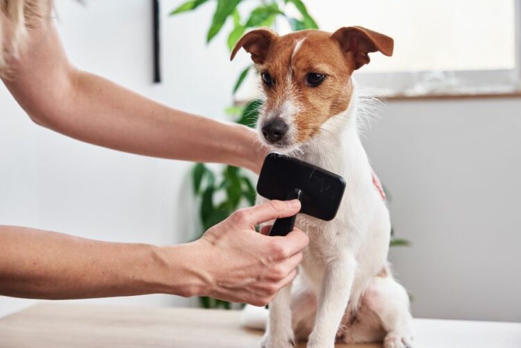 Cuál es la mejor forma de cuidar el pelo de tu perro en casa