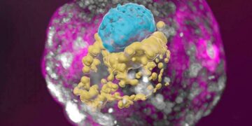 Logran cultivar embriones humanos sintéticos generados sin óvulos ni esperma