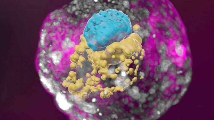 Logran cultivar embriones humanos sintéticos generados sin óvulos ni esperma