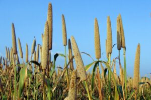 El mijo, un “alimento inteligente” con proyección hacia el futuro