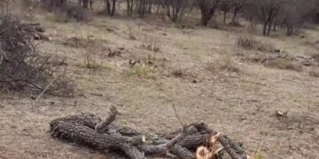 Grave denuncia por desmonte en la reserva de Ascochinga