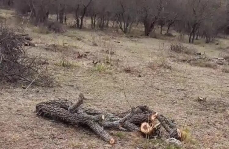 Grave denuncia por desmonte en la reserva de Ascochinga