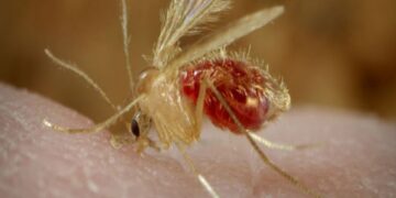 Qué es la leishmaniasis visceral, la enfermedad que afecta a perros y humanos