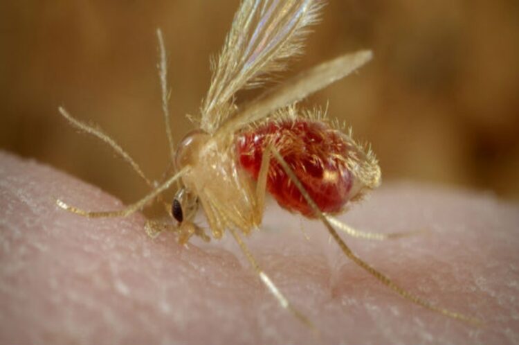 Qué es la leishmaniasis visceral, la enfermedad que afecta a perros y humanos