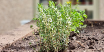 Se entregarán 45.000 kits de semillas a familias que quieran tener una «huerta en el hogar»