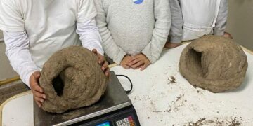 Un proyecto escolar investiga nidos de horneros