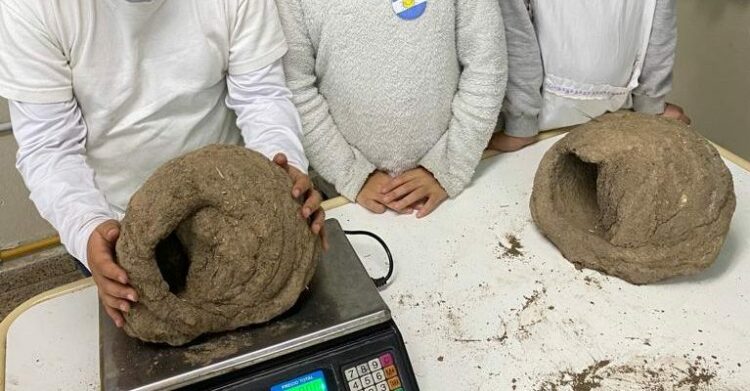 Un proyecto escolar investiga nidos de horneros