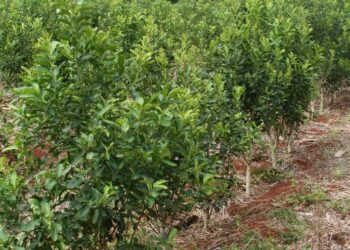 Por falta de acuerdo en el sector, interviene Agricultura y determinará el nuevo valor de la yerba