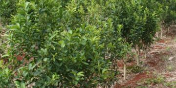 Por falta de acuerdo en el sector, interviene Agricultura y determinará el nuevo valor de la yerba