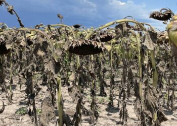 El PBI cayó casi 5 puntos y se ratifica el freno de la economía