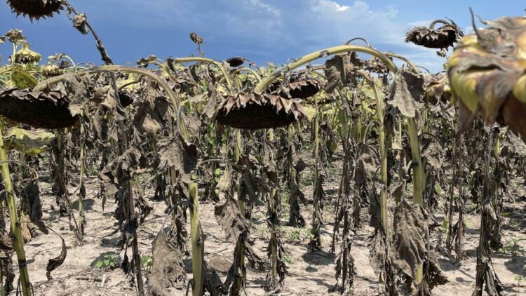 La histórica sequía del campo afectó la performance de la economía.