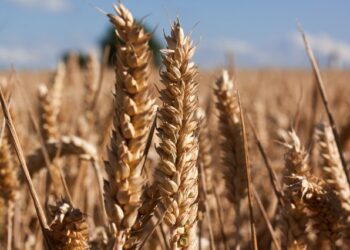 Por falta de lluvias, se deterioró el cultivo de trigo en dos millones de hectáreas