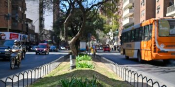 Se forestaron 37 espacios en el área central de la ciudad