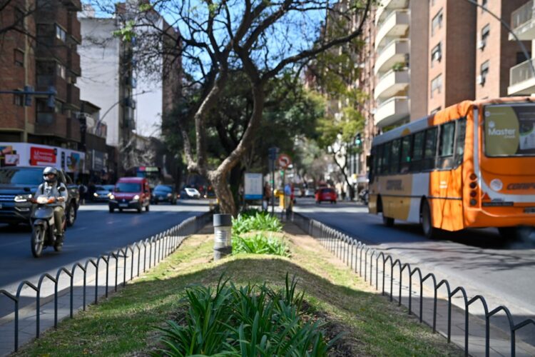 Se forestaron 37 espacios en el área central de la ciudad
