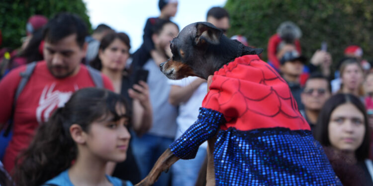 Más de 1.000 personas disfrazadas de Spiderman superaron un record Guinnes