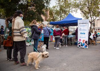 Aplican dosis contra la rabia de manera gratuita en perros y gatos