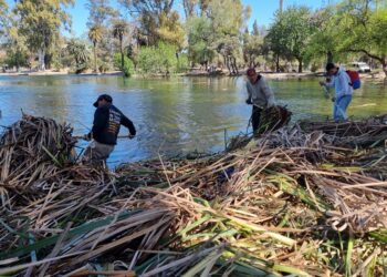 Siguen en marcha las labores de limpieza en la laguna del Parque Sarmiento