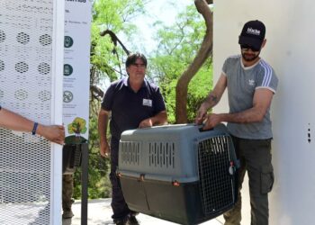 Veterinarios municipales colaboran en el rescate y atención médica a los animales afectados por los incendios
