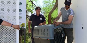 Veterinarios municipales colaboran en el rescate y atención médica a los animales afectados por los incendios