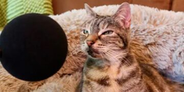 Una gata llamada Bella rompió un curioso Récord Guinness