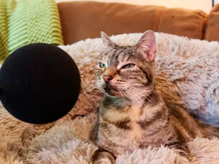 Una gata llamada Bella rompió un curioso Récord Guinness
