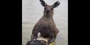 Se peleó “a muerte” con un canguro para salvar a su perro