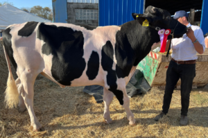 "Messi", el toro ganador del reservado Gran Campeón, fue vendido a un productor de Córdoba