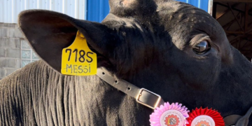 «Messi», el toro ganador del reservado Gran Campeón, fue vendido a un productor de Córdoba