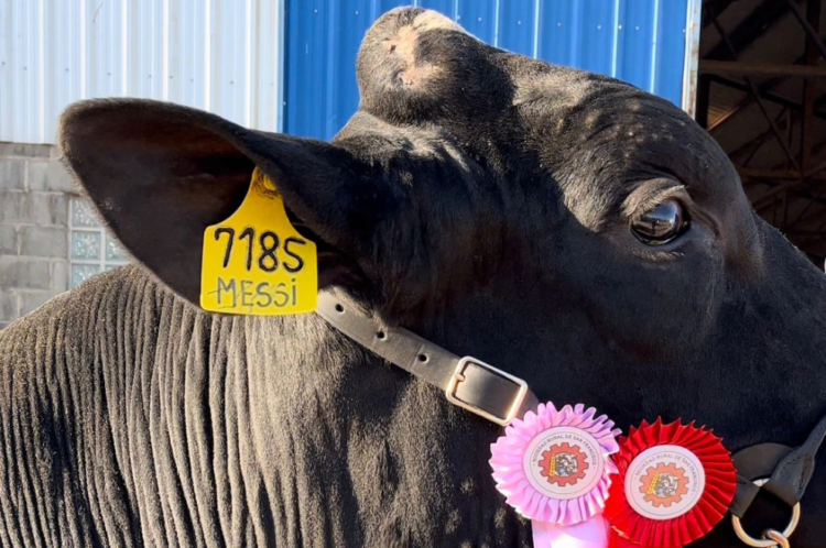 "Messi", el toro ganador del reservado Gran Campeón, fue vendido a un productor de Córdoba