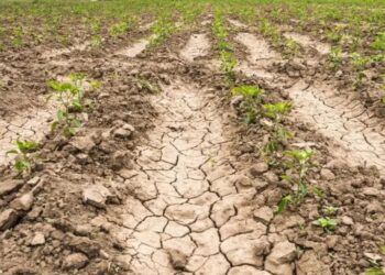 La liquidación del agro cayó un 75% interanual en septiembre