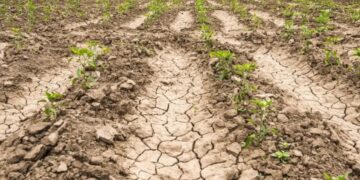 La liquidación del agro cayó un 75% interanual en septiembre