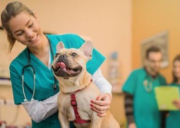 Seguros para mascotas: cómo funcionan y qué cubren